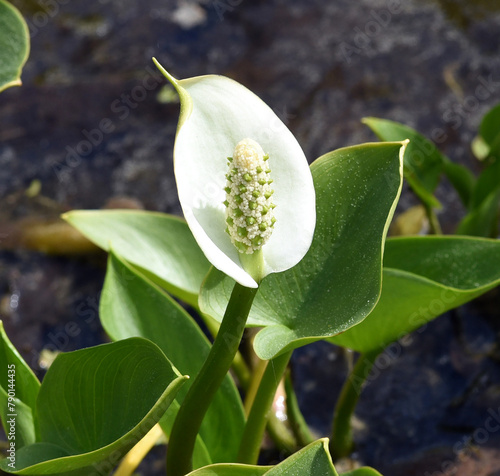 Marsh calla, Calla palustris photo