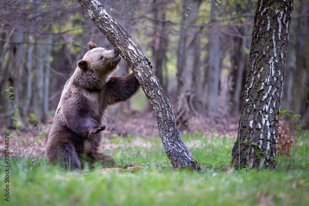 Obraz premium Big male brown bear in birch forest. Dangerous animal in the wood. Wildlife nature Slovakia.