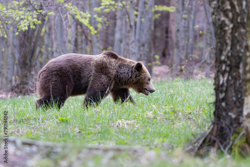 Brown bear, Ursus arctos walking in a birch forest on a mountain meadow. Dangerous animal in natural habitat . Wildlife scenery from Slovakia. 