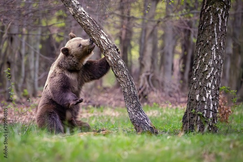 Big male brown bear in birch forest. Dangerous animal in the wood. Wildlife nature Slovakia.