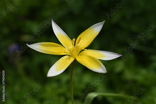 Botanical tulip