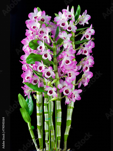 Dendrobium 'Sweet Candy', a hybrid nobile type dendrobium orchid flower from Yamamoto orchids