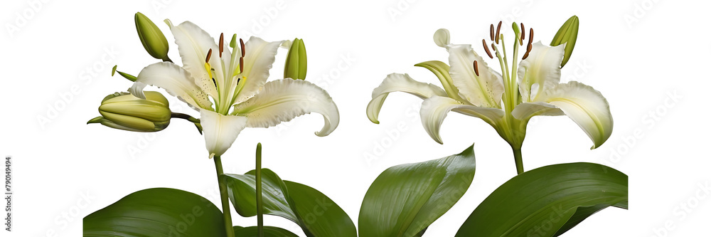 Obraz premium white flower isolated on white