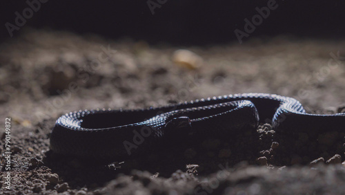 Shiny skin of black adder on the ground during the night photo