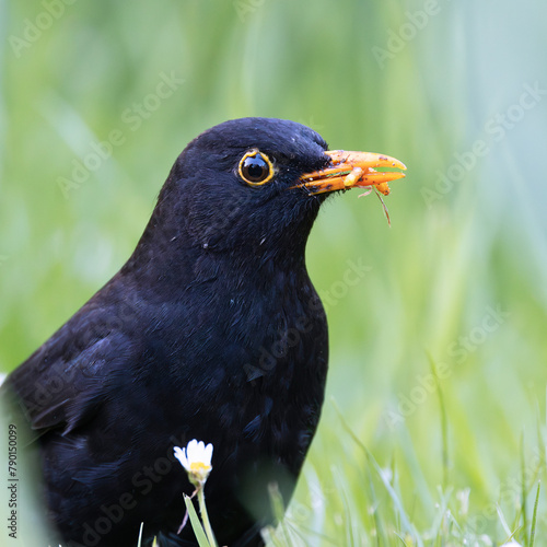 extreme closeup of male common blackbird