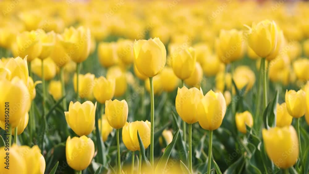 Beautiful tulips are blooming on the lawn of the park Beautiful tulips are blooming on the lawn of the park