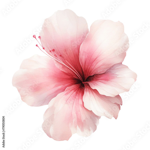 Flower watercolor illustration isolated on white background.