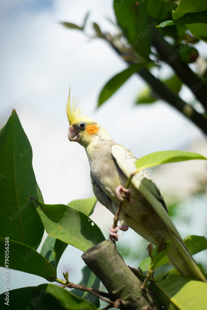 Nymphicinae. Cockatiel Nymphicus now classified as the smallest subfamily of the Cacatuidae (cockatoo family). Cockatiel Nymphicus are native to Australia Nymphicinae. Cockatiel Nymphicus now classified as the smallest subfamily of the Cacatuidae (cockatoo family). Cockatiel Nymphicus are native to Australia