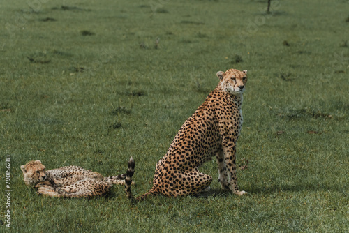 Photography Vigilant adult cheetah with cubs resting in the Masai Mara