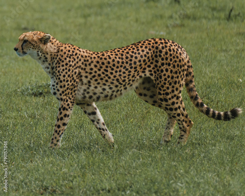 Cheetah in stride across the lush Masai Mara plains