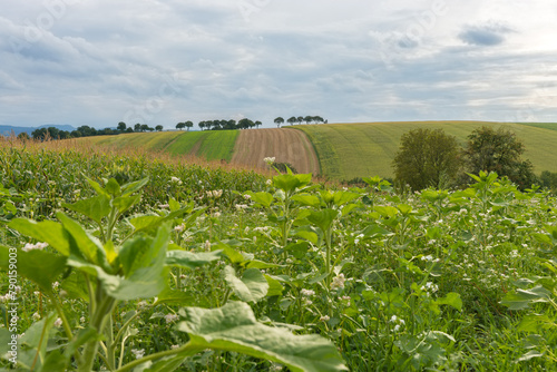 Hügellandschaft in Niederösterreich