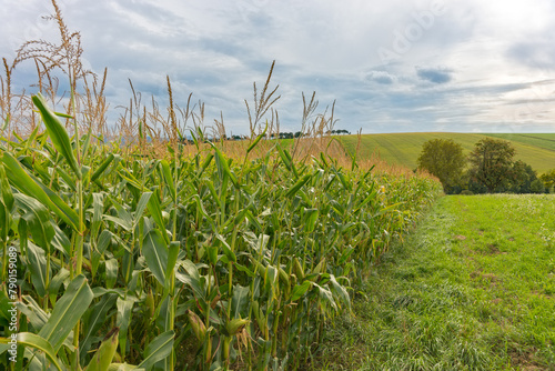 Maisfeld im Vordergrund, dahinter Hügellandschaft in Niederösterreich photo