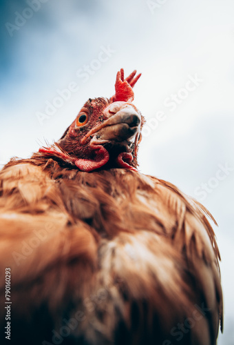 Threatening head of a rooster