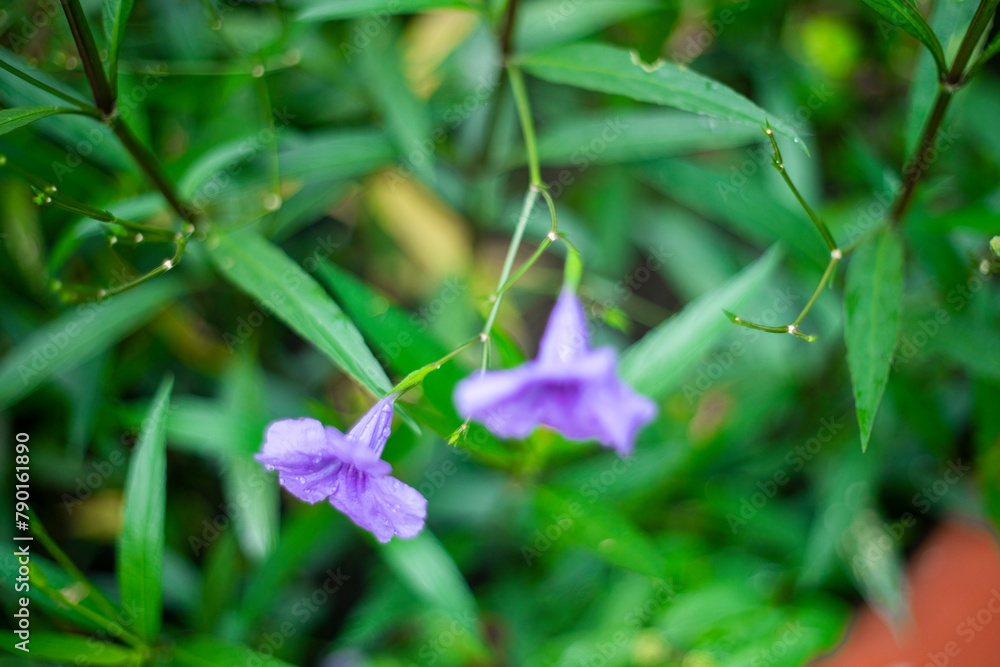 purple flower Ruellia simplex of ruellia simplex with green leaves in the garden,purple flower of ruellia simplex with green leaves in the garden purple flower Ruellia simplex of ruellia simplex with green leaves in the garden,purple flower of ruellia simplex with green leaves in the garden