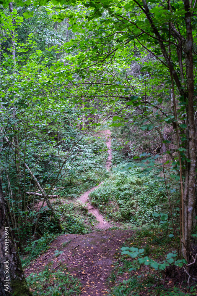 Obraz premium wild forest trees and branches chaos in summer green day