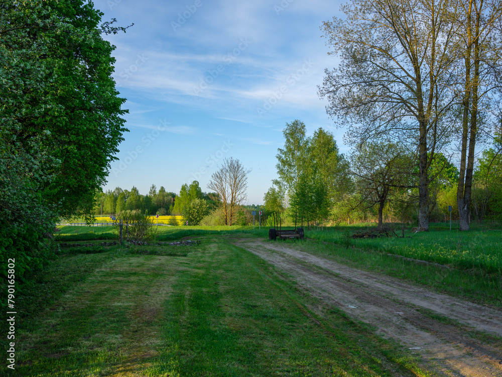 tree trunks with leaves in summer with blue sky background