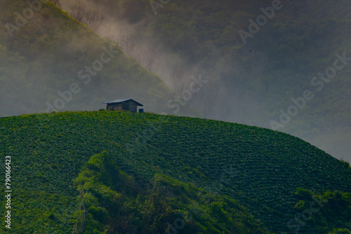 Rolling green mountain with coffee estate planted on it, inside the kawah ijen geopark bondowoso, during golden hour