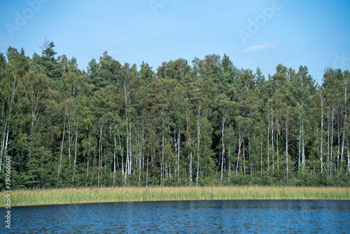 tree trunks with leaves in summer with blue sky background