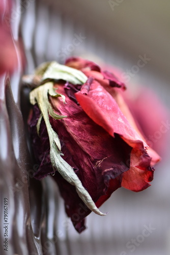 Beautiful Dried Red Rose on a Park Bench