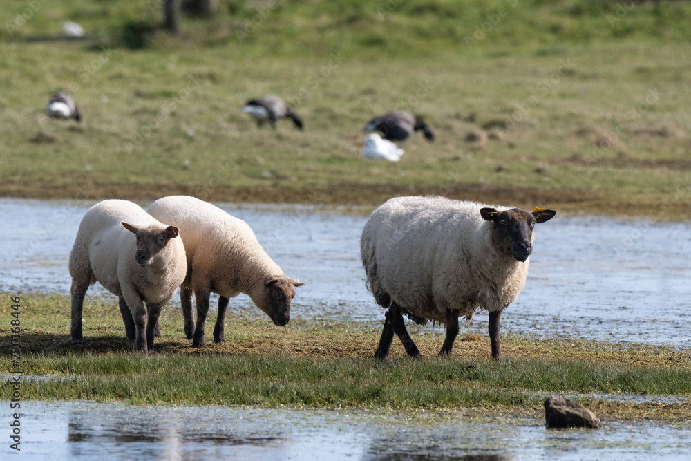 brebis, race Roussine de la Hague,, Ile de Tatihou, Saint Vaast la Hougue, Site naturel protégé, Manche, 50, France brebis, race Roussine de la Hague,, Ile de Tatihou, Saint Vaast la Hougue, Site naturel protégé, Manche, 50, France