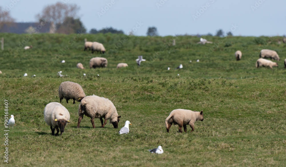 brebis, race Roussine de la Hague,, Ile de Tatihou, Saint Vaast la Hougue, Site naturel protégé,  Manche, 50, France