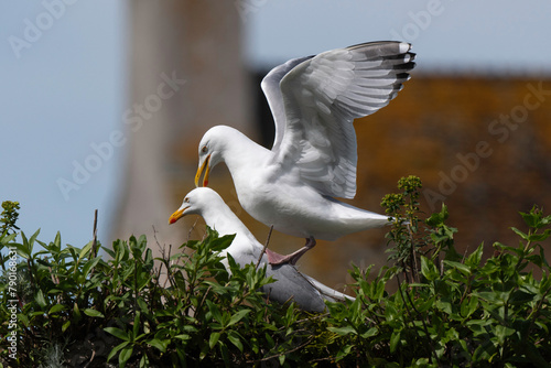 Goéland argenté,.Larus argentatus, European Herring Gull photo