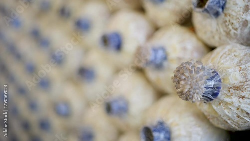 Mushroom farm ready for harvest.