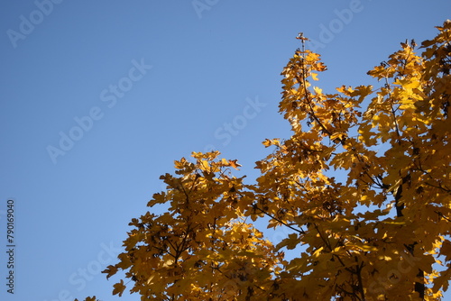 albero di autunno
