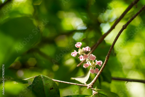 Malpighia, The fruit of Malpighia is a red,Malpighia orange or purple berry,Malpighia containing 2-3 hard seeds,The cherry petals have soft wavy edges and an attractive light pink flower color