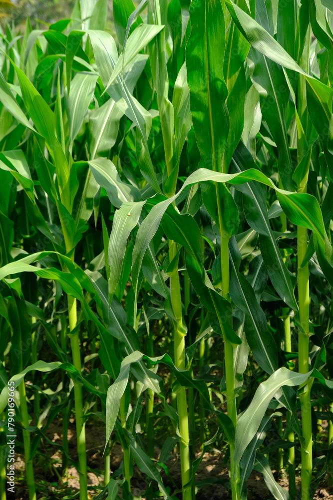 Corn fields on farmland. Corn is a healthy source of carbohydrates. Latin name for corn tree is zea mays. Corn fields on farmland. Corn is a healthy source of carbohydrates. Latin name for corn tree is zea mays.