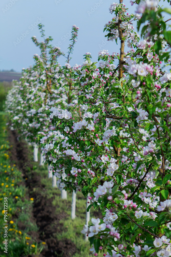 Blooming apple orchard, grass and blooming dandelions in the north of Moldova. Selective focus.