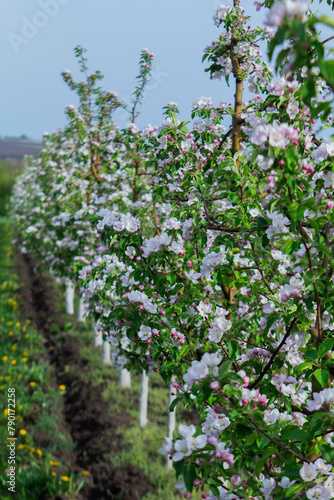 Obraz na płótnie Blooming apple orchard, grass and blooming dandelions in the north of Moldova. Selective focus. w salonie