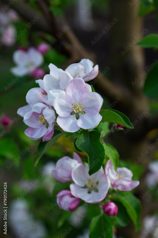 Blooming apple orchard, grass and blooming dandelions in the north of Moldova. Selective focus.