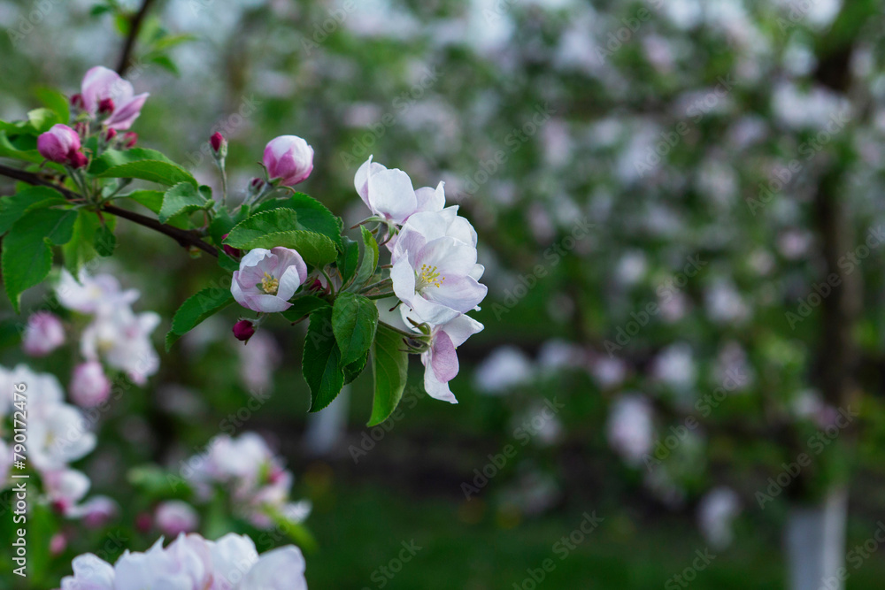 Blooming apple orchard, grass and blooming dandelions in the north of Moldova. Selective focus.