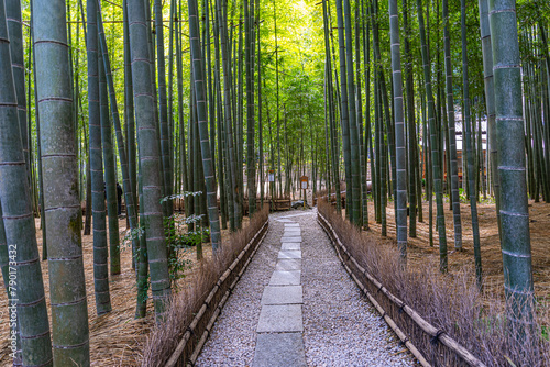 Hokokuji Temple Bamboo Forest, Kamakura, Japan