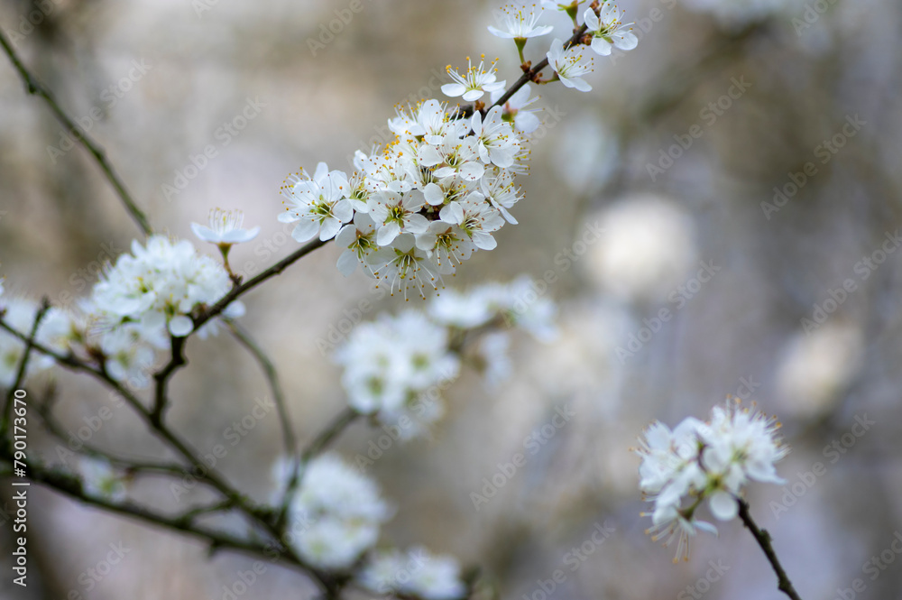 Prunus spinosa blackthorn flowers in bloom, small white flowering sloe tree branches