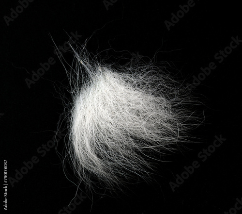 Tuft of white fur, heap gray-haired animal hair isolated on black, top view. © Savvapanf Photo ©