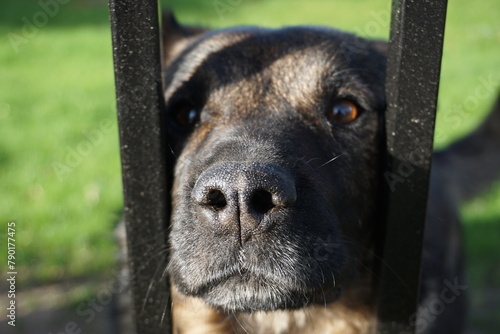 Hübscher Majorero Canario, spanischer Wachhund mit dunklem schwarzen Fell, ragt mit seiner Schnauze durch einen Gartenzaun photo