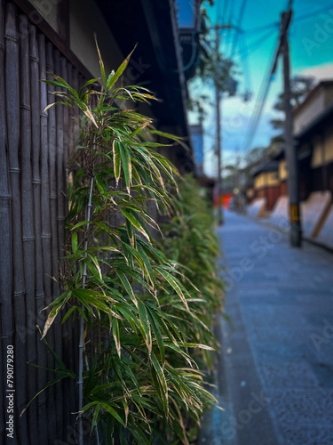Bamboo along a streetside photo