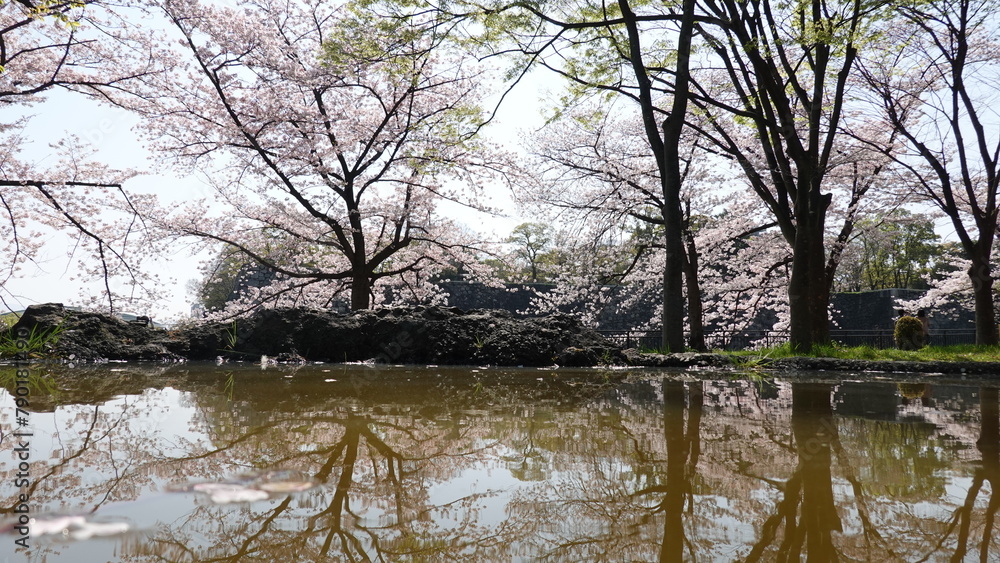 Obraz premium 美しい桜の花