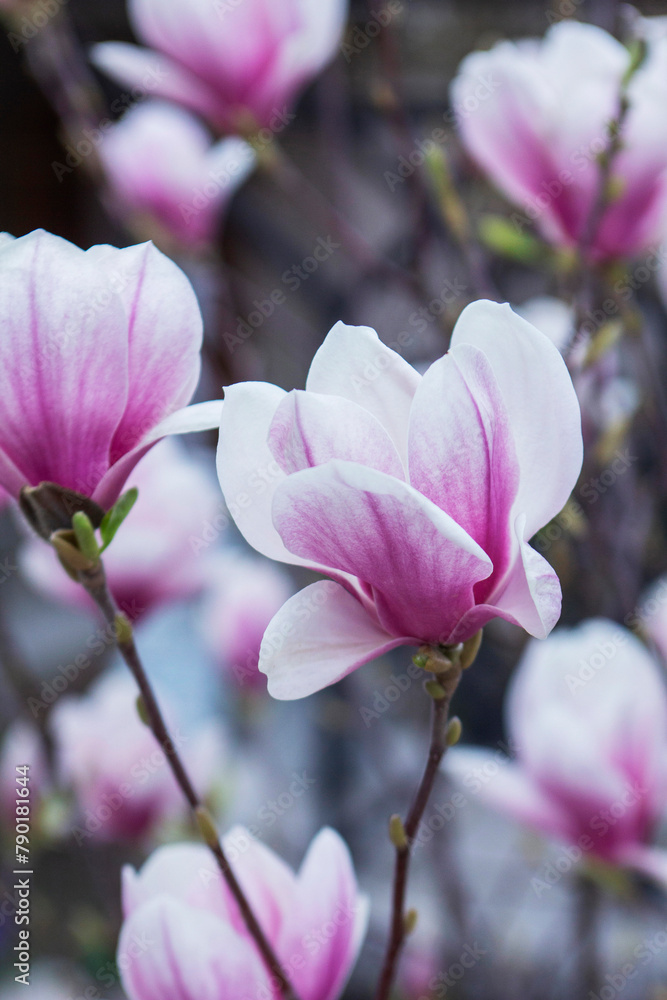 Tender magnolia flowers in a city park, spring Moldova. Selective focus.
