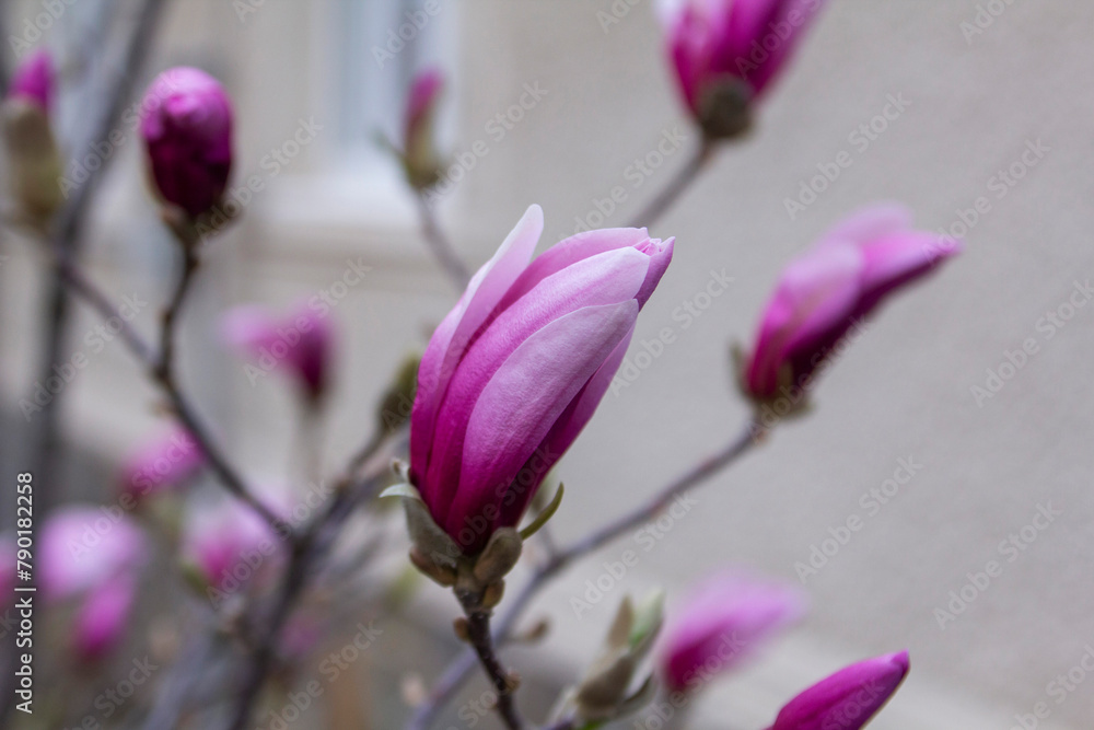 Tender magnolia flowers in a city park, spring Moldova. Selective focus.