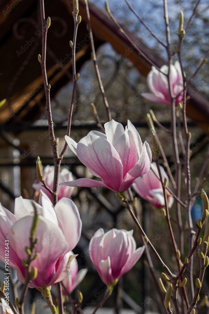 Tender magnolia flowers in a city park, spring Moldova. Selective focus.