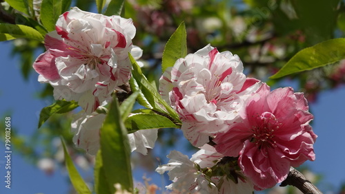 美しい桃の花