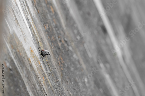 Looking for food on a dam, the wallcreeper (Tichodroma muraria)