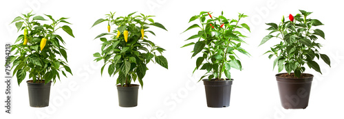 Green peppers with potted plants isolated on transparent or white background