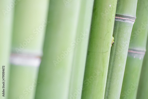 Among the bamboo canes, the European tree frog (Hyla arborea)
