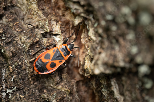 Close-up of a fire bug, pyrrhocoris apterus photo