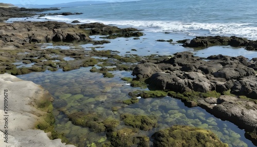 A rocky shoreline with tide pools teeming with lif