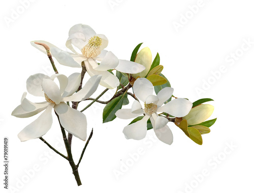 white magnolia  isolated on white background.